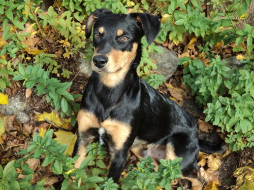 rufus
